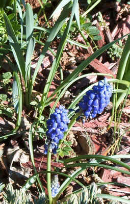 Grape Hyacinths Columbus, NC.jpg (147658 bytes)