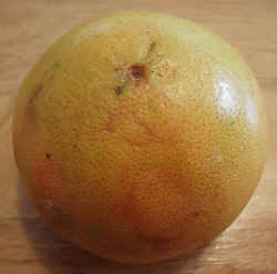 Grapefruit1002.JPG (52131 bytes)