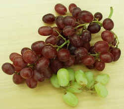 Grapes1007.JPG (50359 bytes)