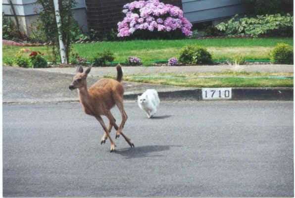 GreatWhiteHunter.jpg (27495 bytes)