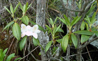 Great Laurel or Rosebay.jpg (135682 bytes)