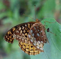 Great Spangled Fritillary0920e.JPG (58146 bytes)