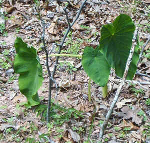 Green Elephant Ears June17.jpg (129645 bytes)