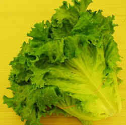 Green Leaf Lettuce1007.JPG (62162 bytes)