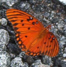 Gulf Fritillary0817a.jpg (55528 bytes)