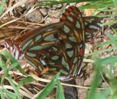 Gulf Fritillary0829a.jpg (53680 bytes)
