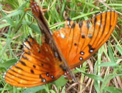 Gulf Fritillary0829b.jpg (61210 bytes)