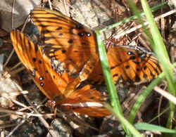 Gulf Fritillary0829c.jpg (65465 bytes)