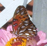 Gulf Fritillary under0824a.jpg (39210 bytes)