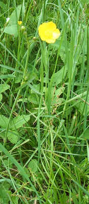 Hairy Buttercup.jpg (98641 bytes)