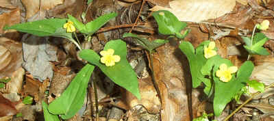 Halberd Violet.jpg (92146 bytes)