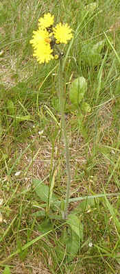 Hawkweed.jpg (99524 bytes)