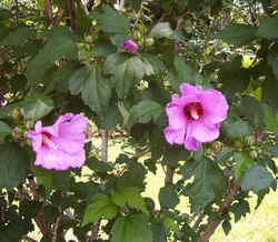 Hibiscus1.jpg (72519 bytes)