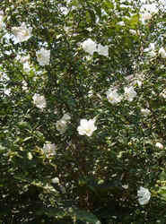 Hibiscus3.jpg (69767 bytes)