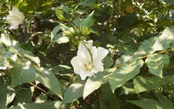 Hibiscus4.jpg (53207 bytes)