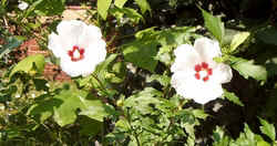 Hibiscus5.jpg (48061 bytes)