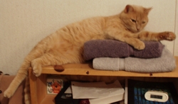 Hobeau013103b.JPG (33162 bytes)