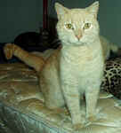 HobeauTiger.jpg (21943 bytes)