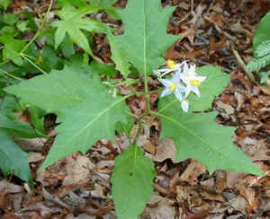 Horse Nettle.jpg (86953 bytes)