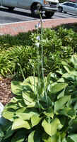 Hosta1.jpg (33300 bytes)