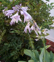 Hosta2.jpg (44775 bytes)
