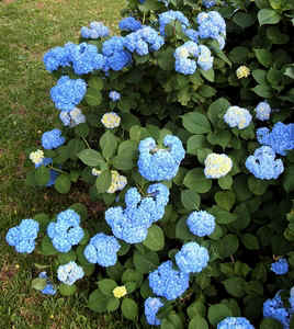 Hydranga1.jpg (110542 bytes)