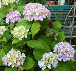 Hydrangea2.jpg (73452 bytes)