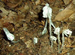 Ind Pipes.jpg (89019 bytes)