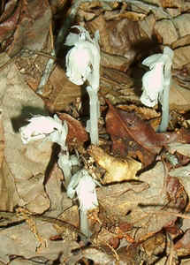 Indian Pipes2.jpg (84958 bytes)