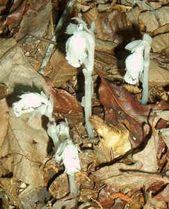 Indian Pipes3.jpg (97047 bytes)