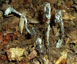 Indian Pipesc.jpg (74324 bytes)