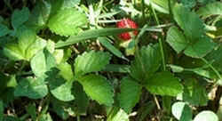 Indian Strawberry.jpg (40401 bytes)