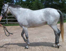 IrishSport0902a.jpg (51815 bytes)