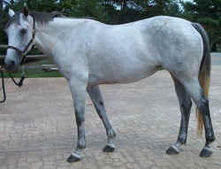 IrishSport0902b.jpg (48956 bytes)