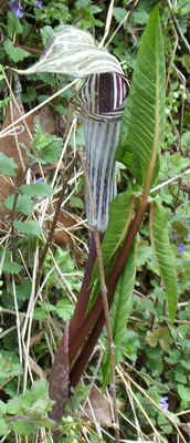 Jack-in-the-Pulpit.jpg (94739 bytes)