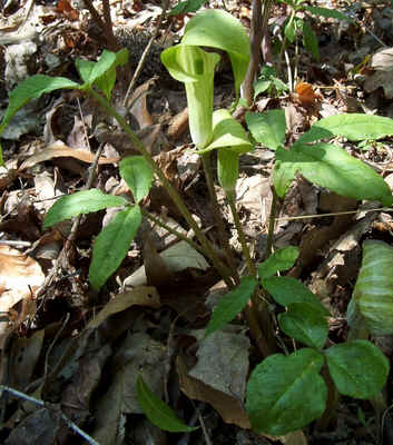 Jack-in-the-Pulpit2.jpg (172288 bytes)
