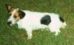 JackRussellTerrior0907.jpg (42051 bytes)