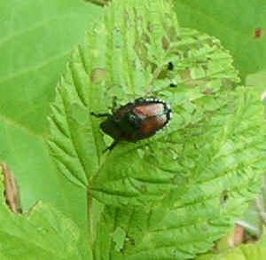 Japanese Beetle.jpg (76977 bytes)