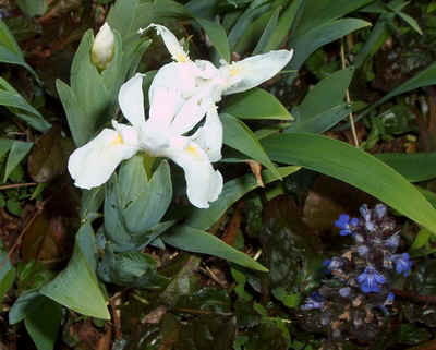 Japanese Iris.jpg (132454 bytes)