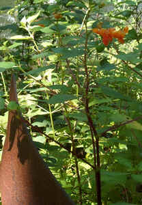 Jewel Weed 0730.jpg (85896 bytes)