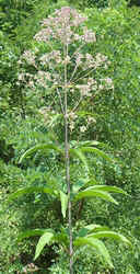 JoePieWeed0805a.jpg (50583 bytes)