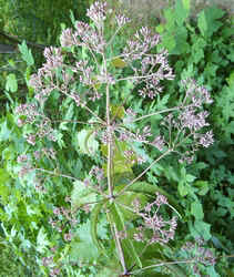 Joepyeweed0810a.jpg (81532 bytes)