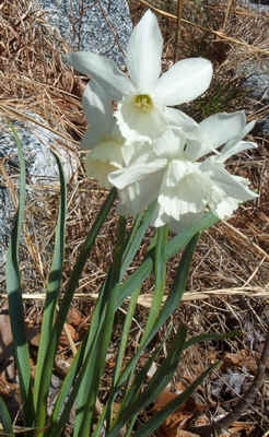 Jonquil or Daffodil.jpg (129880 bytes)
