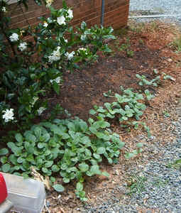 Judy's Pumpkins June17.jpg (109215 bytes)