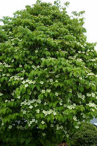 Kousa.jpg (81670 bytes)