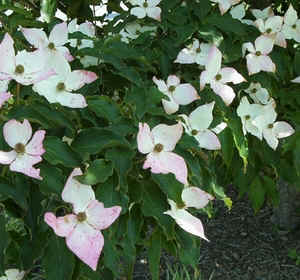 Kousa2.jpg (98243 bytes)