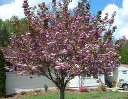 Kwanzan cherry1.jpg (69236 bytes)