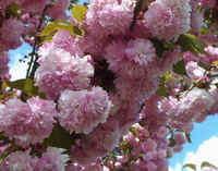 Kwanzan cherry2.jpg (40974 bytes)