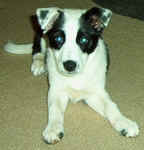 Lady Staring.jpg (22028 bytes)