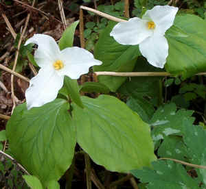 Large-flowered Trillium.jpg (86457 bytes)